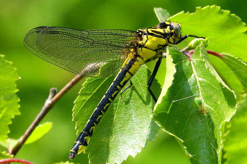 Beekrombout, Gomphus vulgatissimus ♀