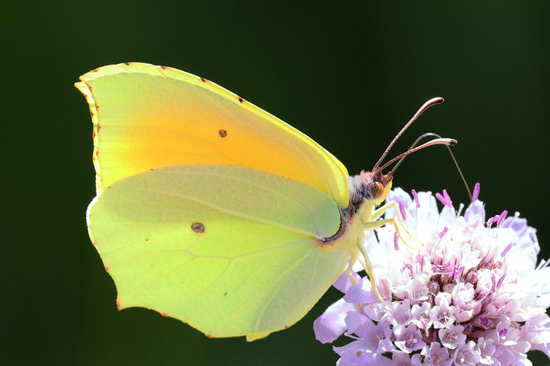 Cleopatra, Gonepteryx cleopatra (E)