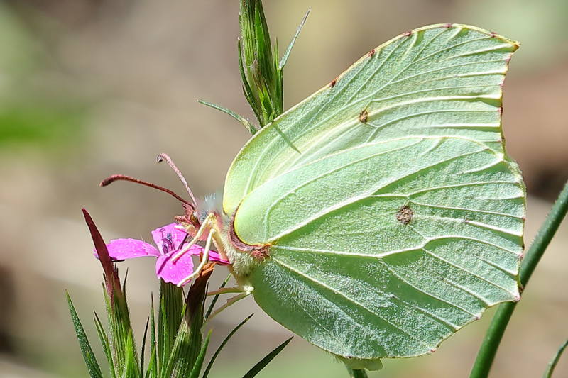 Citroenvlinder, Gonepteryx rhamni ♂ (NL)