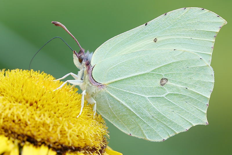 Citroenvlinder, Gonepteryx rhamni ♀ (NL)