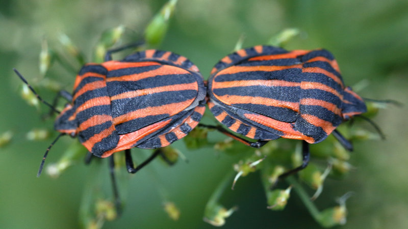 Pyjamaschildwants, Graphosoma italicum