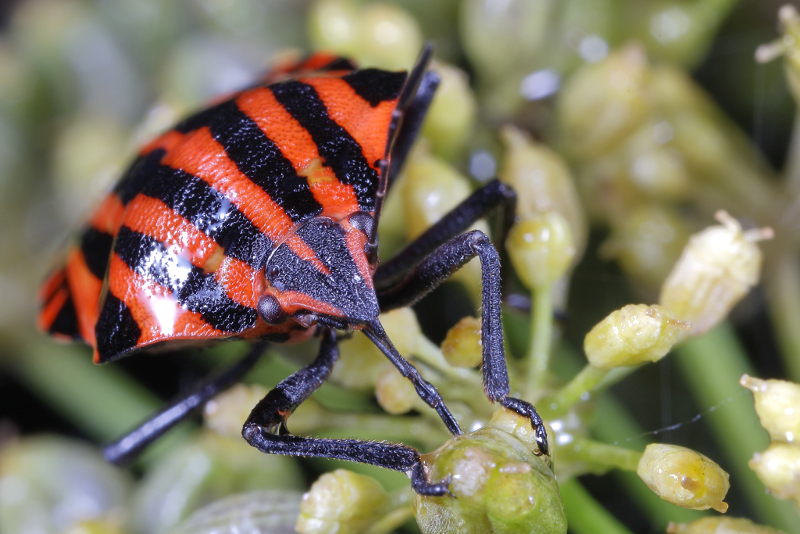 Graphosoma italicum, Pyjamaschildwants