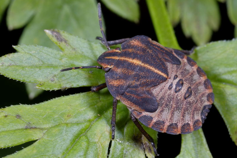 Graphosoma italicum, Pyjamaschildwants, juveniel