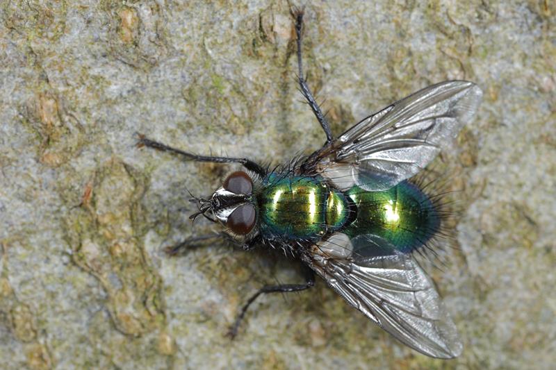 Groene sluipvlieg, Gymnocheta viridis