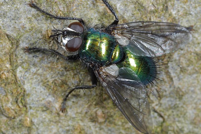 Groene sluipvlieg, Gymnocheta viridis