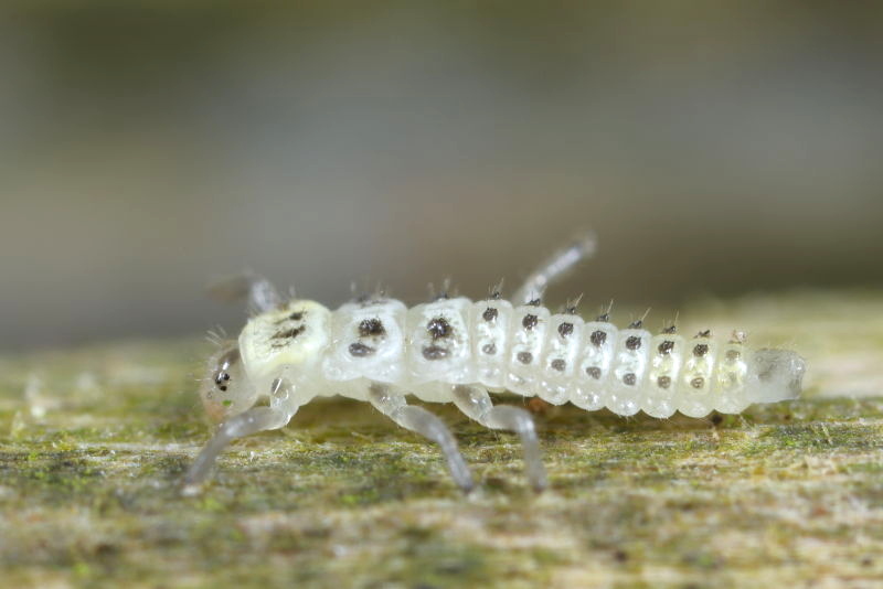 Meeldauwlieveheersbeestje, Halyzia sedecimguttata, larve