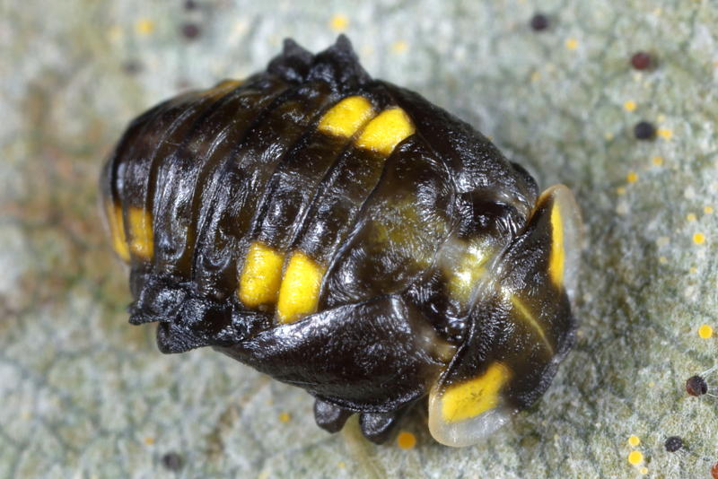 Meeldauwlieveheersbeestje, Halyzia sedecimguttata, pop