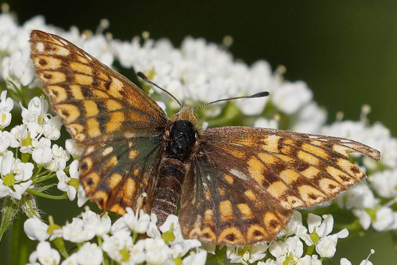 Sleutelbloemvlinder, Hamearis lucina (FR)