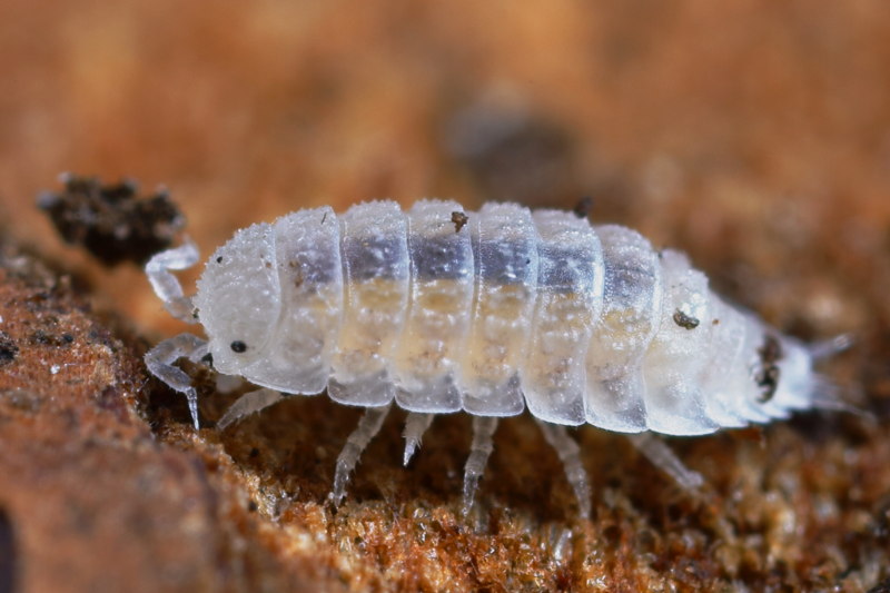 Spurred Ridgeback, Haplophthalmus danicus