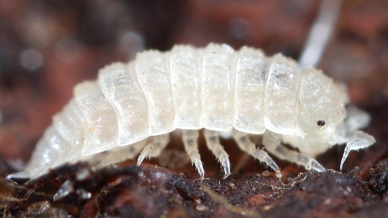 Spurred Ridgeback, Haplophthalmus danicus