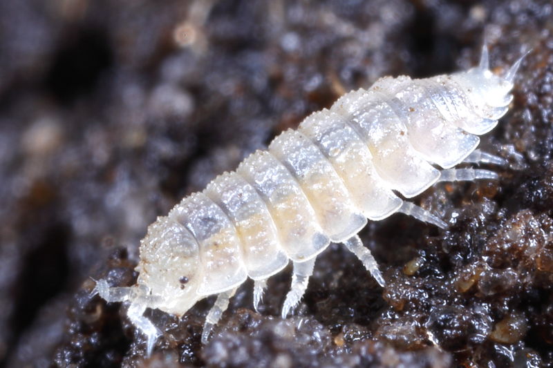 Spurred Ridgeback, Haplophthalmus danicus