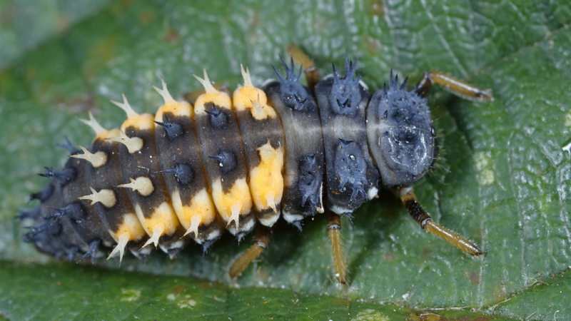 Aziatisch lieveheersbeestje, Harmonia axyridis, larve