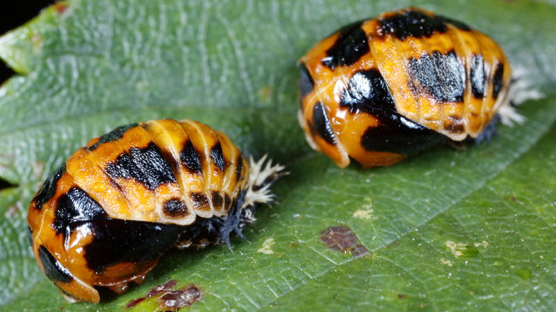 Aziatisch lieveheersbeestje, Harmonia axyridis, poppen