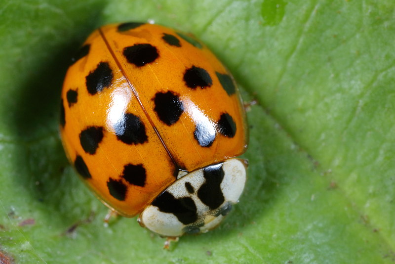 Veelstippig Aziatisch lieveheersbeestje, Harmonia axyridis f. succinea