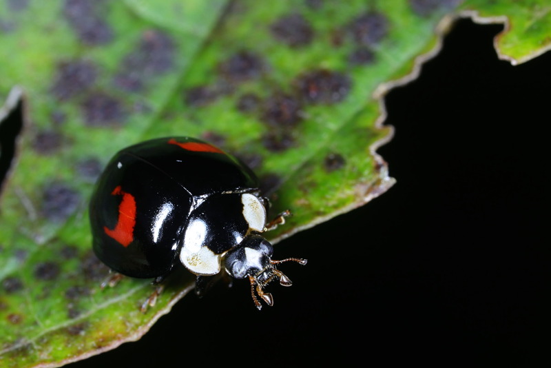 Tweevlekkig Aziatisch lieveheersbeestje, Harmonia axyridis f. conspicua
