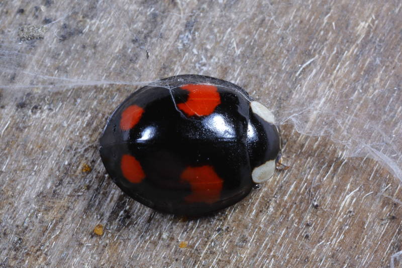 Viervlekkig Aziatisch lieveheersbeestje, Harmonia axyridis f. spectabilis