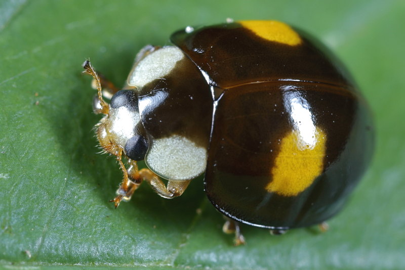 Tweevlekkig Aziatisch lieveheersbeestje, Harmonia axyridis f. conspicua