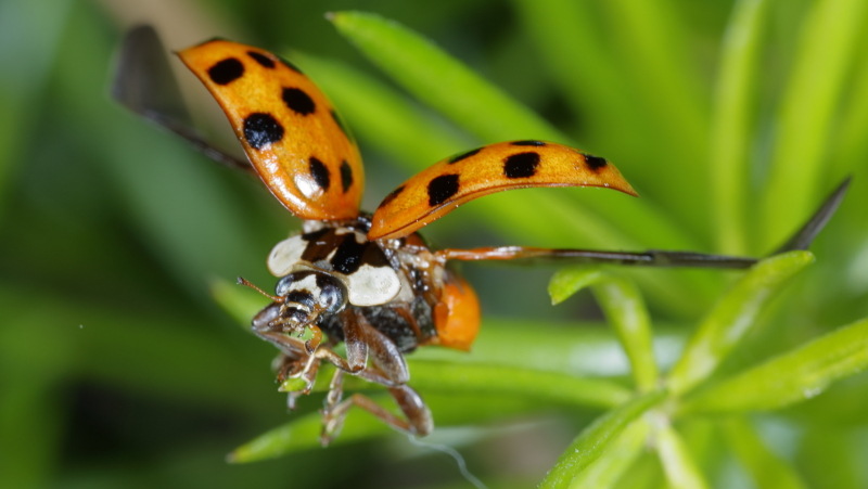 Veelstippig Aziatisch lieveheersbeestje, Harmonia axyridis f. succinea