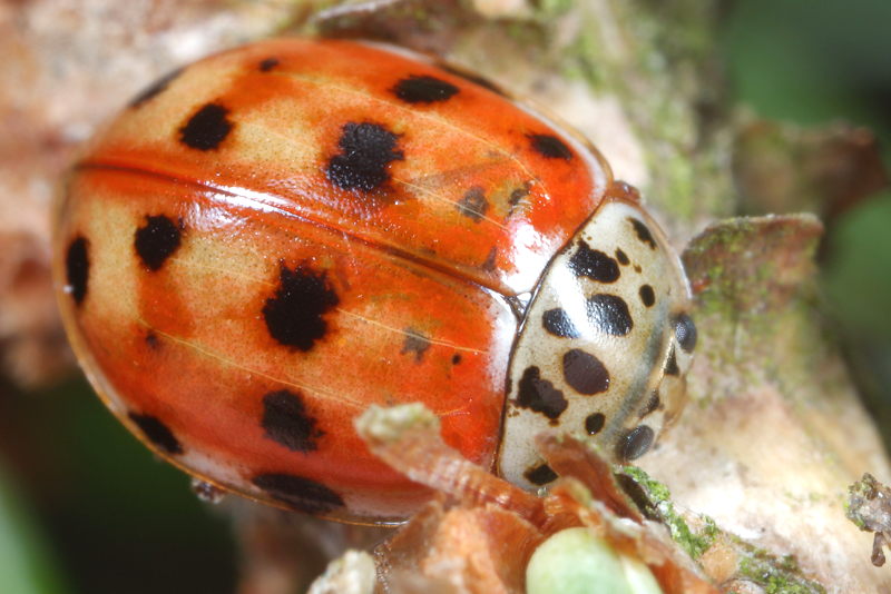 Harlekijnlieveheersbeestje, Harmonia quadripunctata