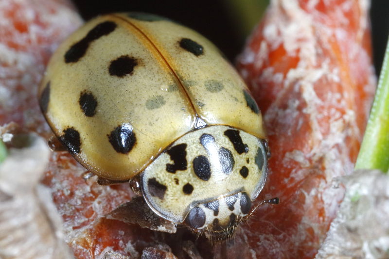 Harlekijnlieveheersbeestje, Harmonia quadripunctata