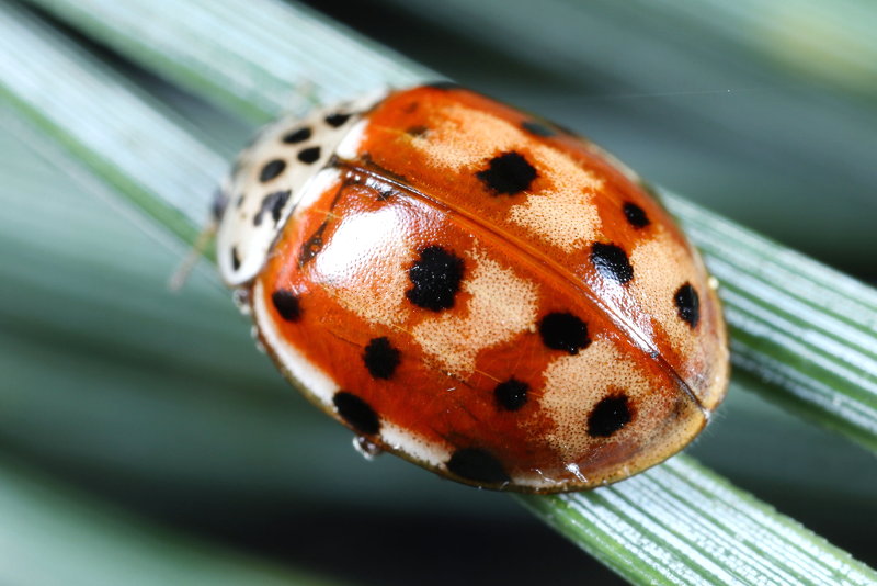 Harlekijnlieveheersbeestje, Harmonia quadripunctata