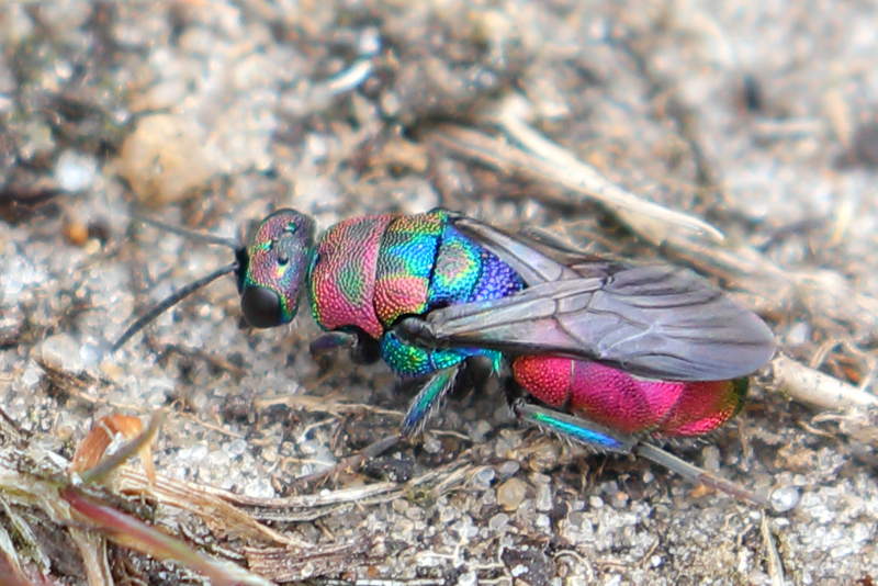 Hedychrum rutilans