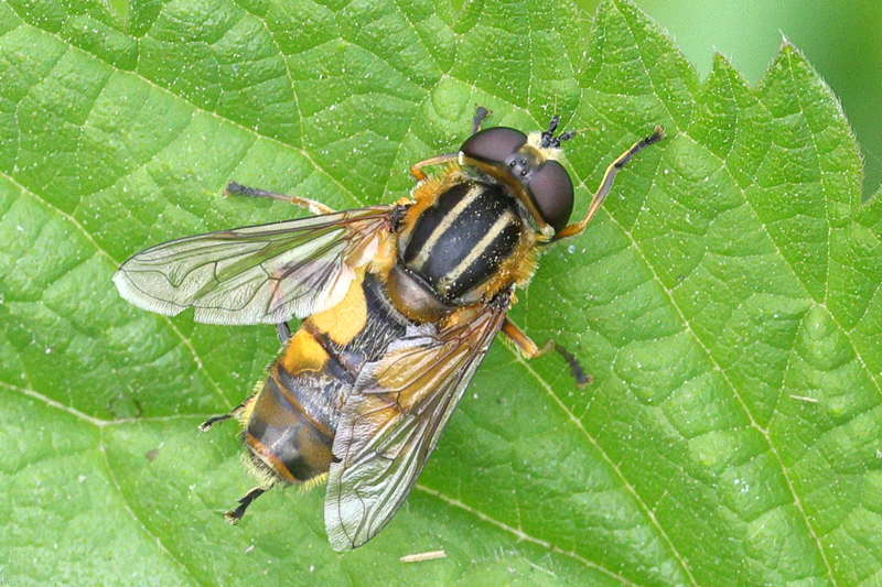 Helophilus hybridus, Moeraspendelvlieg ♀