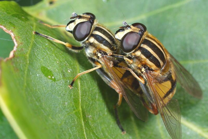 Helophilus pendulus, Gewone pendelvlieg
