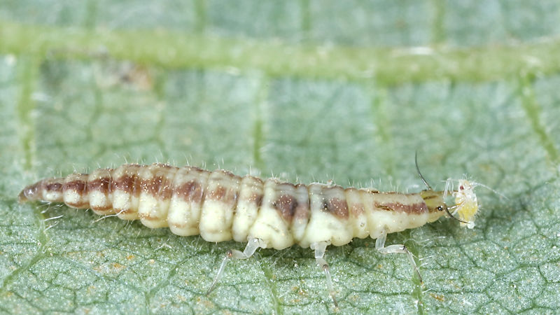 Micromus variegatus