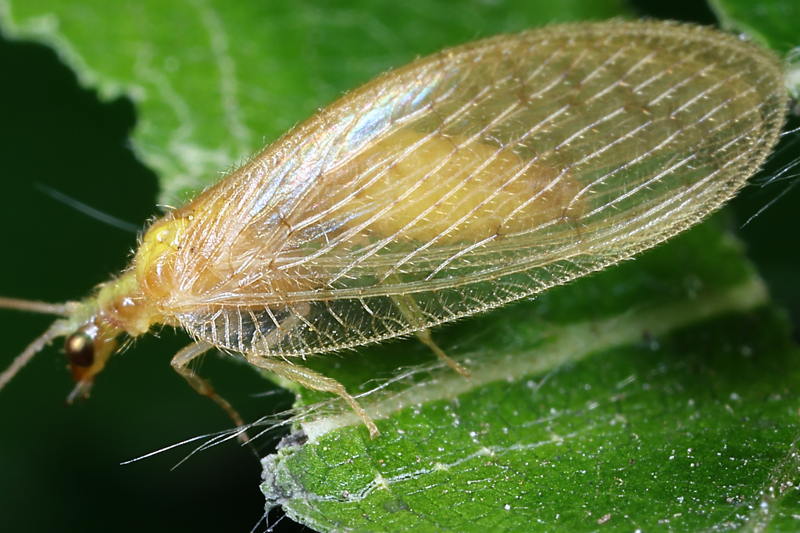 Strobruintje, Hemerobius micans