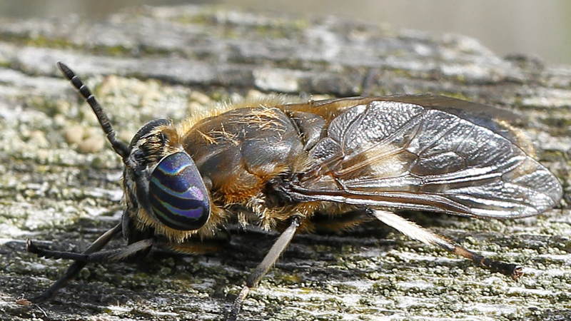 Langsprietdaas Heptatoma pellucens ♀