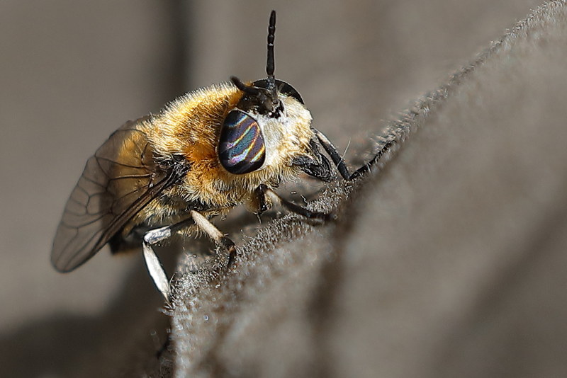 Langsprietdaas Heptatoma pellucens ♀