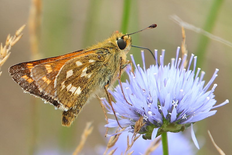Kommavlinder, Hesperia comma (NL)