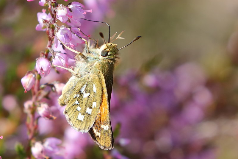 Kommavlinder, Hesperia comma (NL)