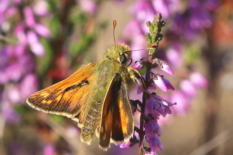 Kommavlinder, Hesperia comma (NL)