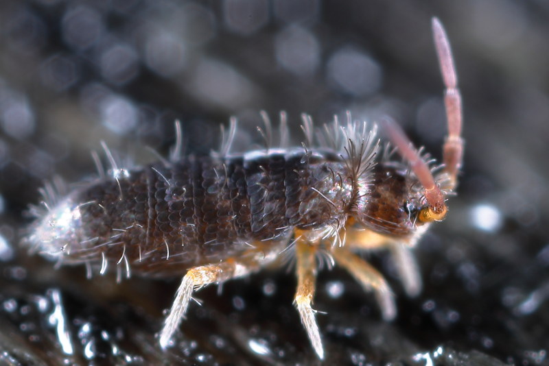 Heteromurus major
