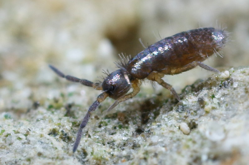 Heteromurus major