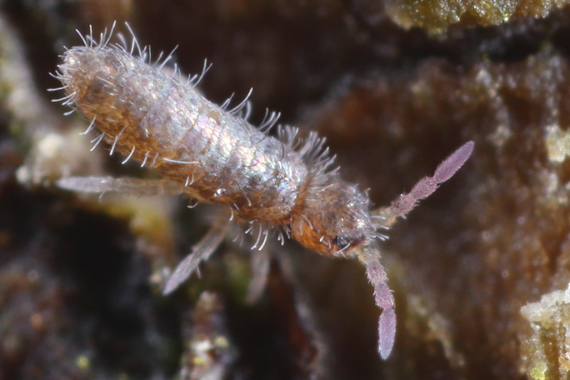 Heteromurus major juveniel
