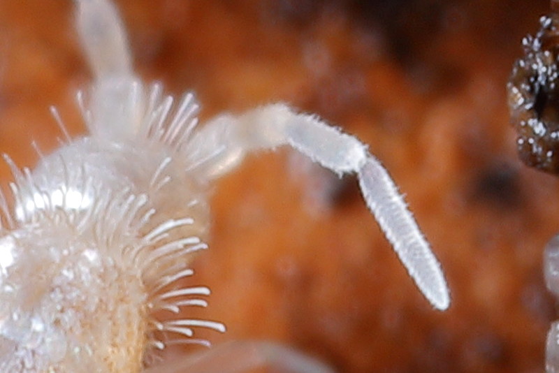 Heteromurus nitidus, geringd segment 4