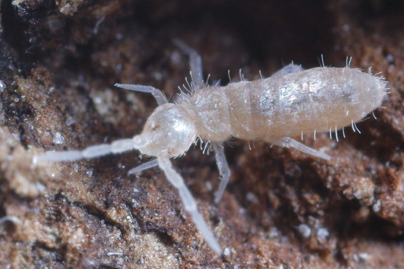 Heteromurus nitidus