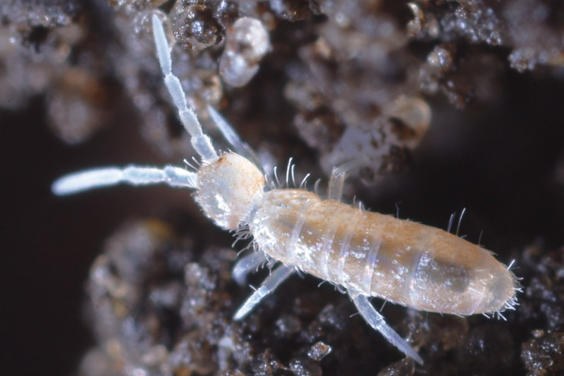Heteromurus nitidus