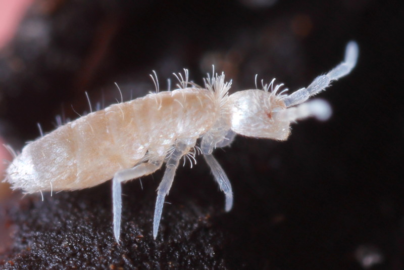 Heteromurus nitidus