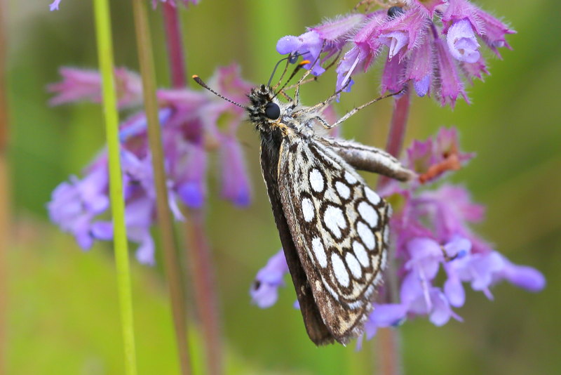Spiegeldikkopje, Heteropterus morpheus (CZ)
