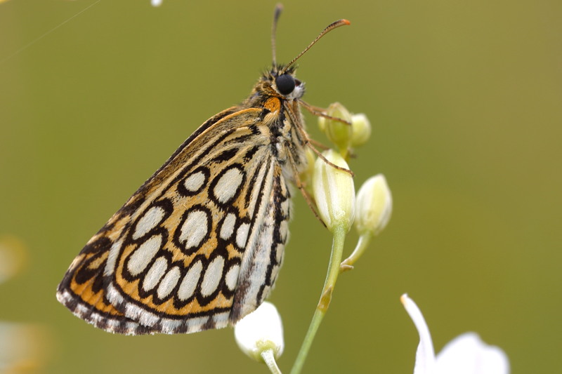 Spiegeldikkopje, Heteropterus morpheus (CZ)