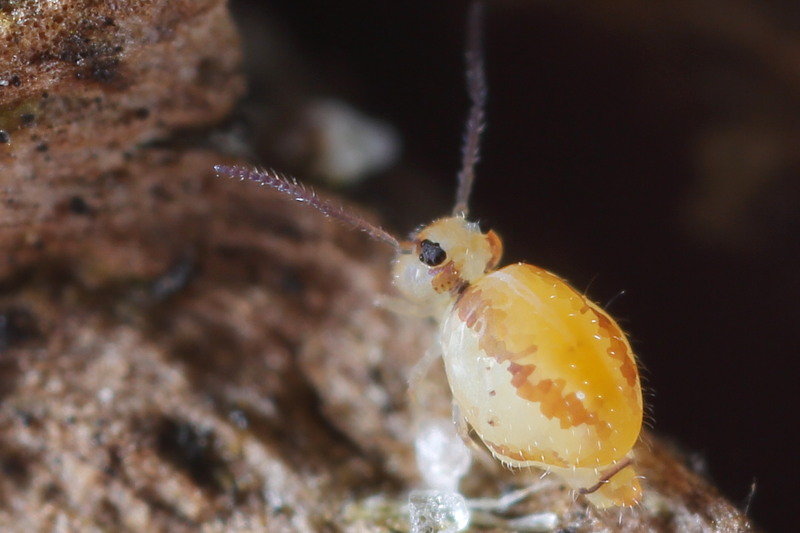 Heterosminthurus claviger ♀