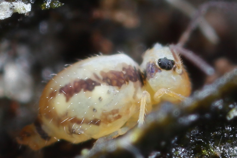 Heterosminthurus claviger ♀