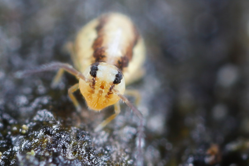Heterosminthurus claviger ♀