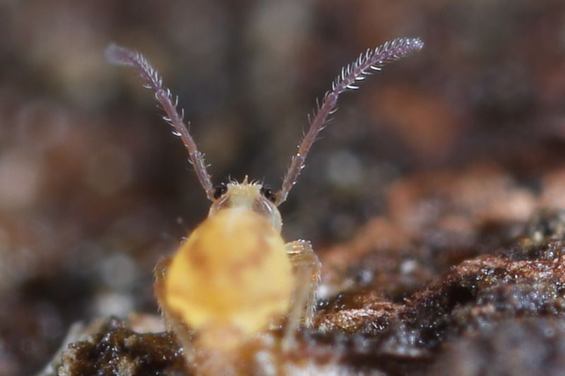 Heterosminthurus claviger ♂