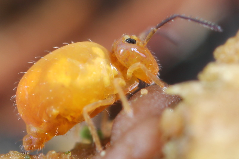 Heterosminthurus insignis ♀