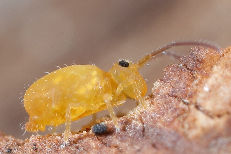 Heterosminthurus insignis ♂